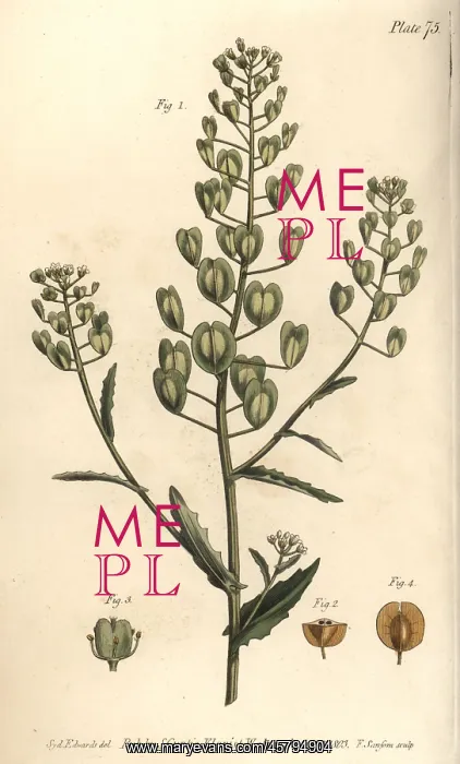 : Pennycress, Thlaspi arvense : Pennycress, Thlaspi arvense