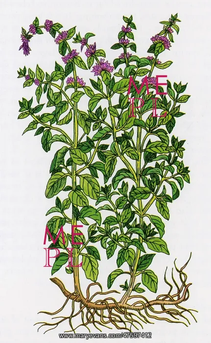 : Pennyroyal, Alchemy Plant : Pennyroyal, Alchemy Plant