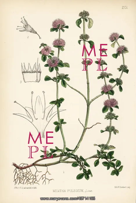 : Pennyroyal, Mentha pulegium : Pennyroyal, Mentha pulegium