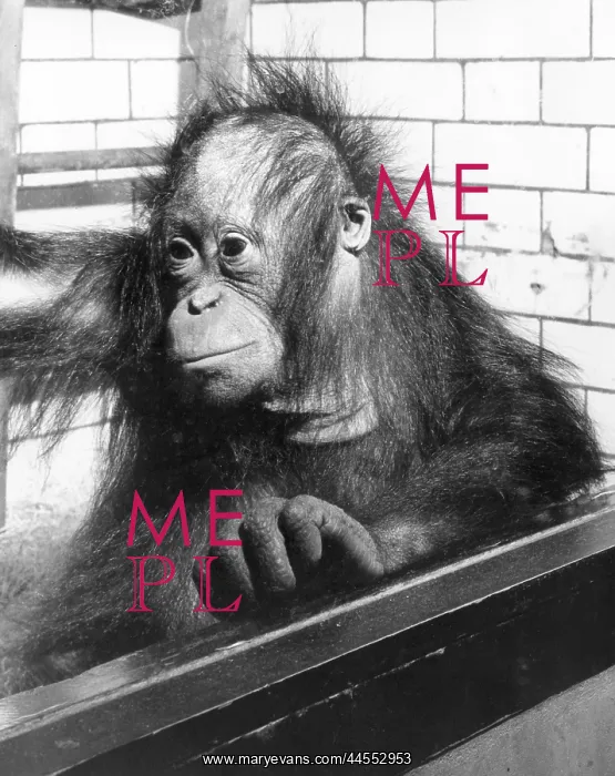  : PENSIVE ORANGUTAN