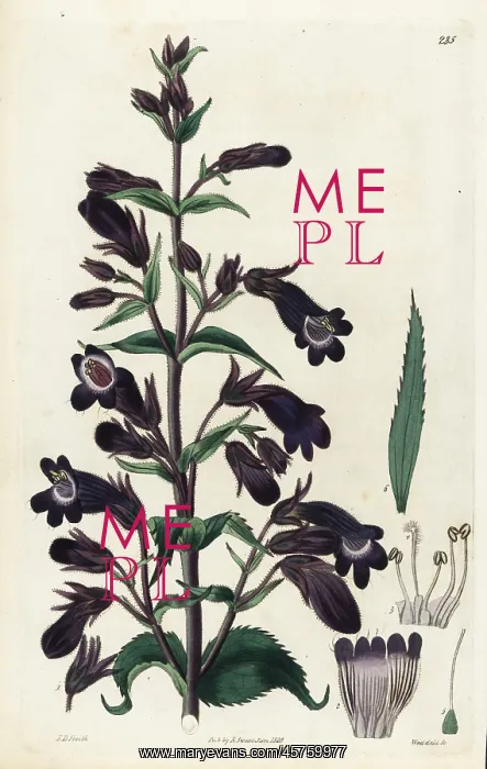 : Penstemon atropurpureus : Penstemon atropurpureus