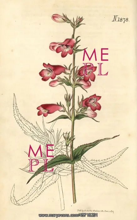 : Penstemon campanulatus : Penstemon campanulatus