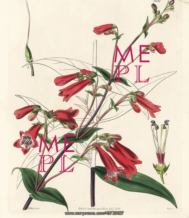 : Penstemon gentianoides : Penstemon gentianoides