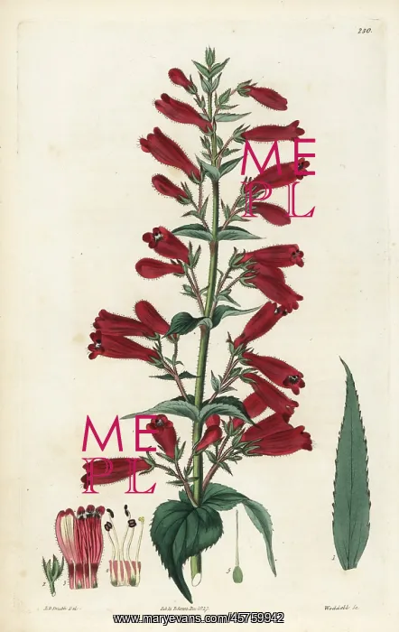 : Penstemon roseus : Penstemon roseus