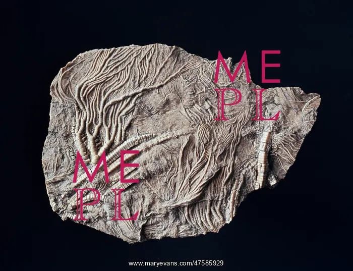 : Pentacrinites, crinoid : Pentacrinites, crinoid
