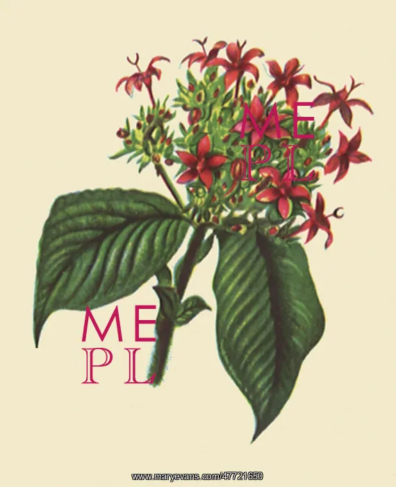  : Pentas Lanceolata