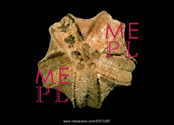 : Pentremites spicatus, blastoid : Pentremites spicatus, blastoid