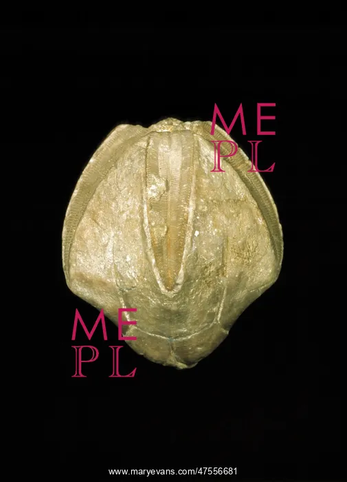 : Pentrimites robustus, blastoid : Pentrimites robustus, blastoid