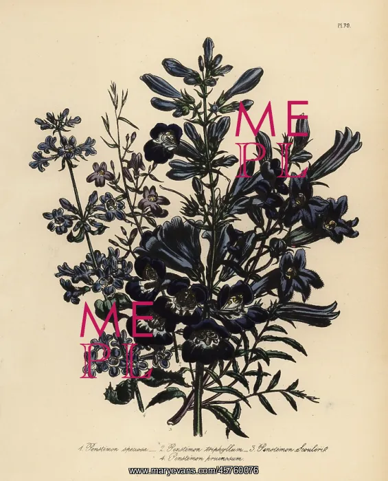 : Pentstemon or Penstemon species : Pentstemon or Penstemon species