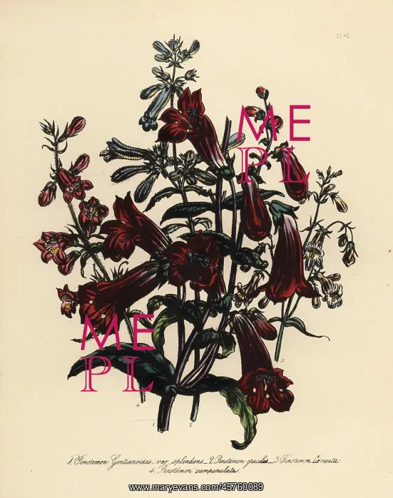 : Pentstemon or Penstemon species : Pentstemon or Penstemon species
