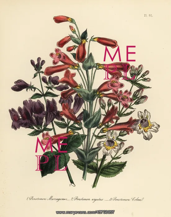 : Pentstemon or Penstemon species : Pentstemon or Penstemon species