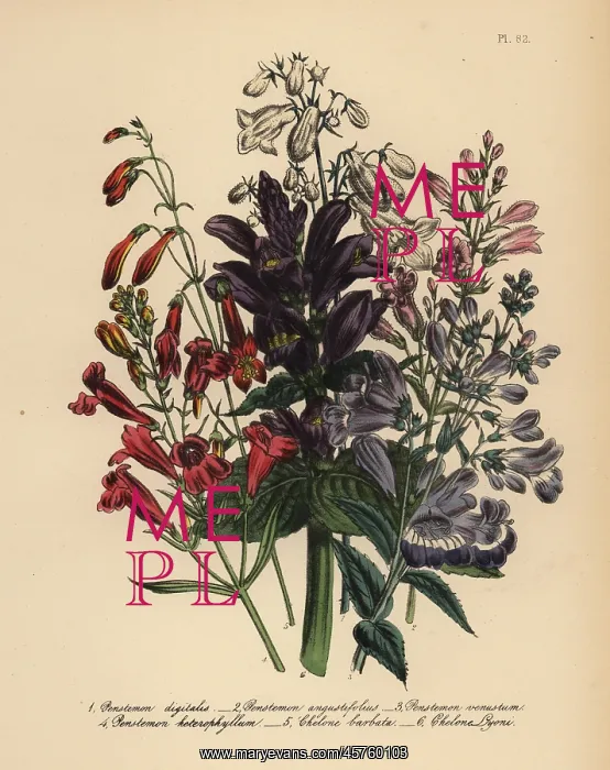 : Pentstemon or Penstemon species : Pentstemon or Penstemon species