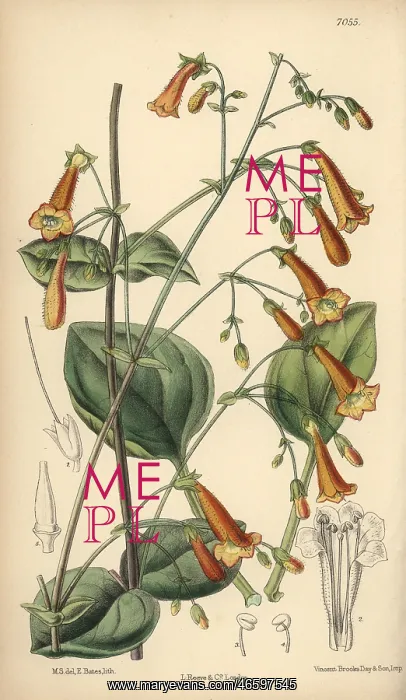 : Pentstemon rotundifolius, native of North Mexico : Pentstemon rotundifolius, native of North Mexico