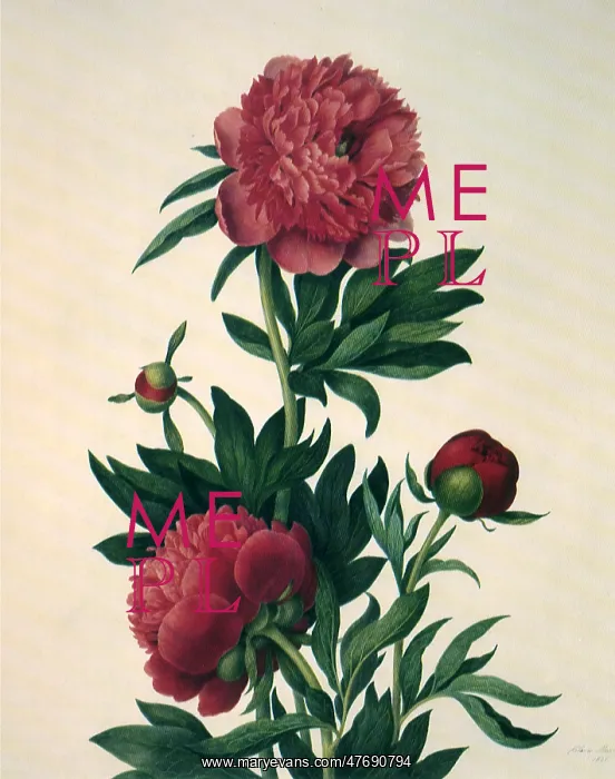 : Peonies : Peonies