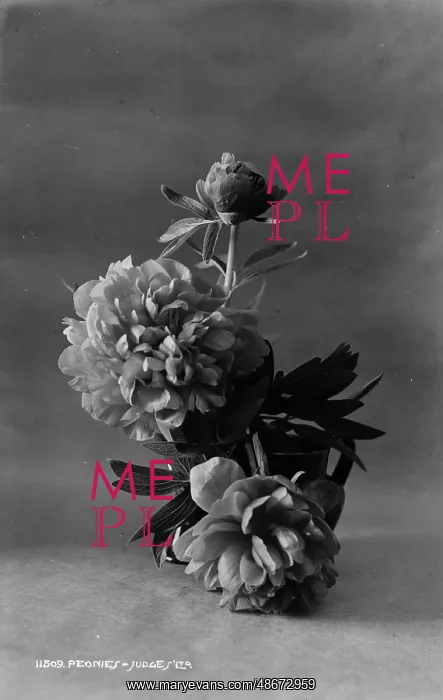 : Peonies in a Vase : Peonies in a Vase