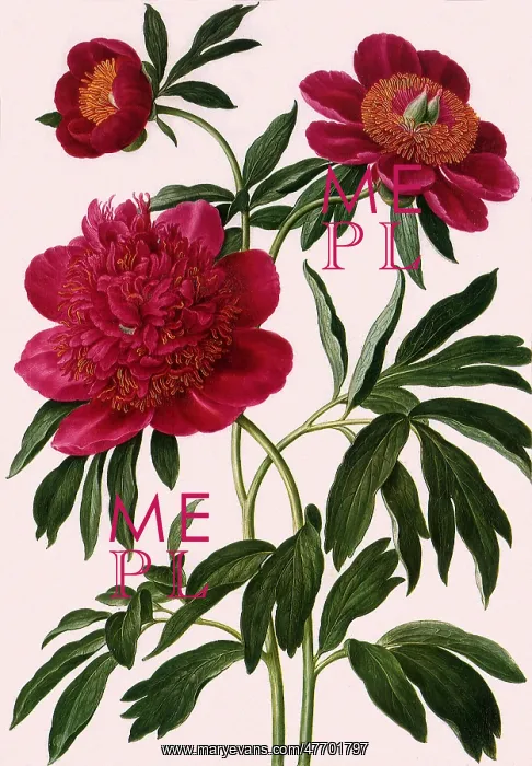  : Peony Botanical