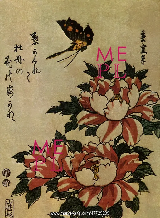 : Peony and Butterfly : Peony and Butterfly