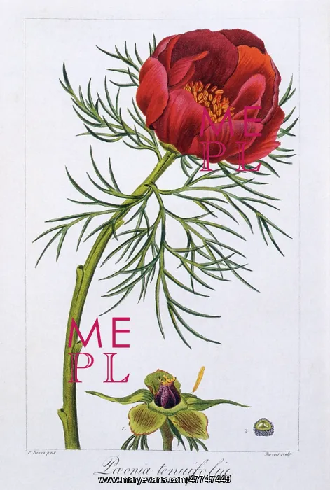  : Peony Flower
