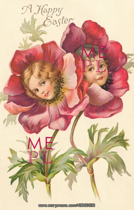 : Peony Flower Faces : Peony Flower Faces
