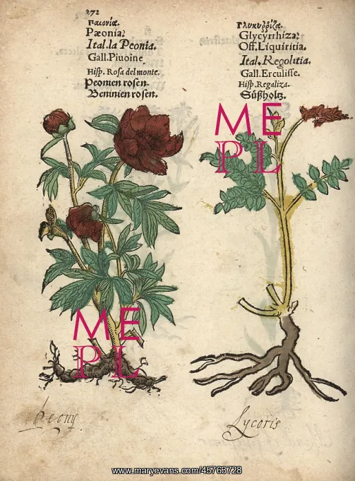 : Peony, Paeonia officinalis, and licorice, Glycyrrhiza glabra : Peony, Paeonia officinalis, and licorice, Glycyrrhiza glabra