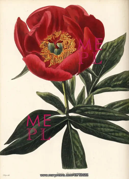 : Peony, Paeonia officinalis sabini : Peony, Paeonia officinalis sabini
