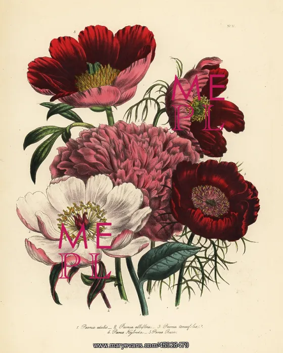 : Peony or Paeonia species : Peony or Paeonia species