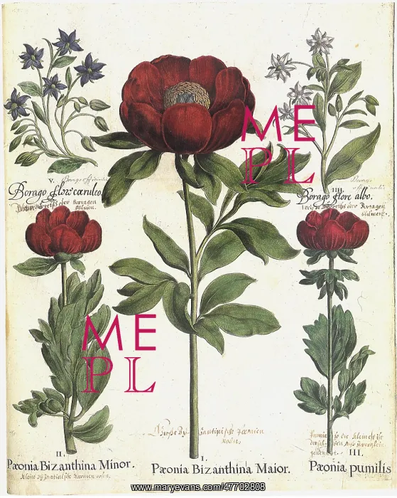  : Peony Plants