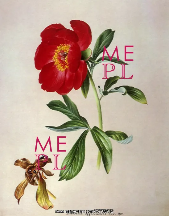 : Peony and Seed Pods : Peony and Seed Pods