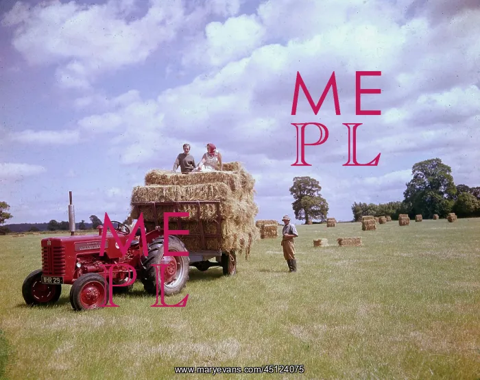 : People in a field at harvest time with tractor : People in a field at harvest time with tractor