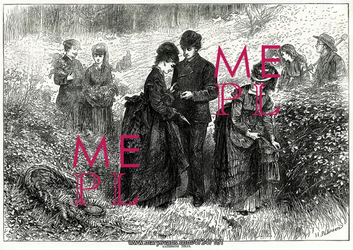 : PEOPLE GATHERING FERNS 1871 : PEOPLE GATHERING FERNS 1871