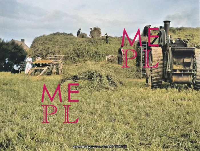 : People harvesting in a field : People harvesting in a field