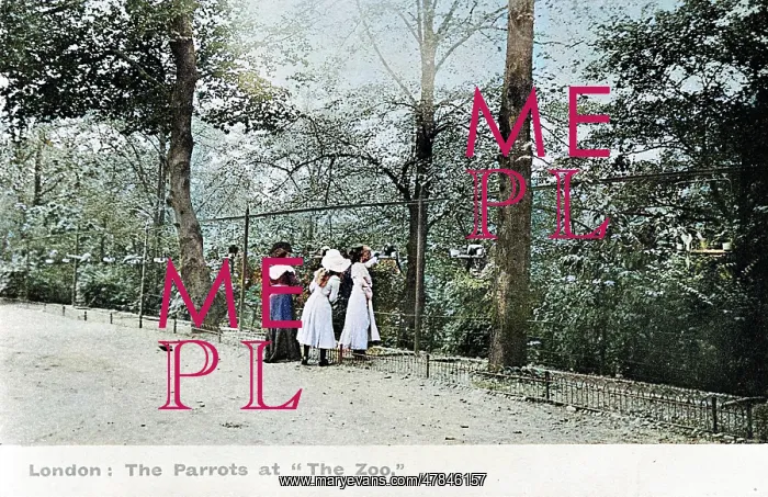: People looking at the parrots at London Zoo : People looking at the parrots at London Zoo
