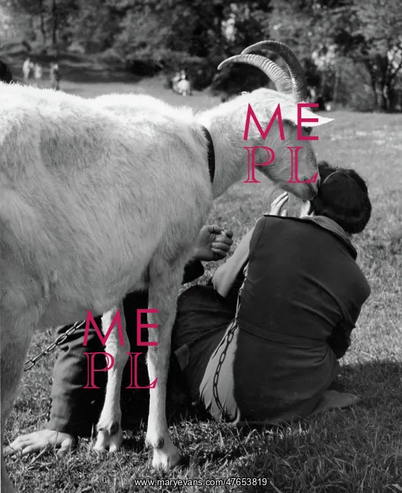 : People in a park with a friendly goat : People in a park with a friendly goat