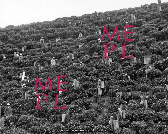  : People picking tea, India