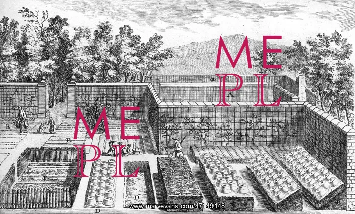 : People working in a vegetable garden : People working in a vegetable garden
