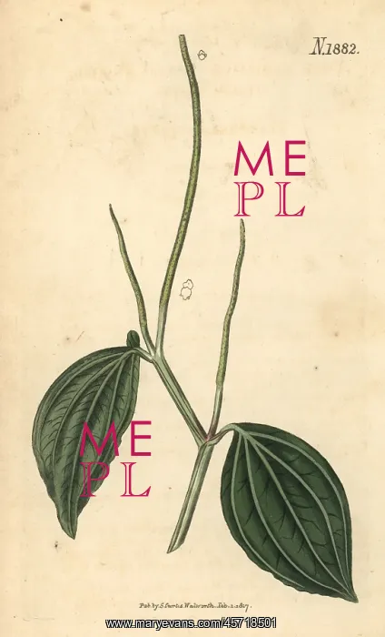 : Peperomia acuminata : Peperomia acuminata