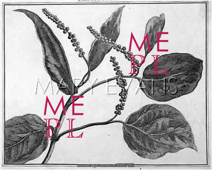  : PEPPER. MYRTUS PIMENTA pepper