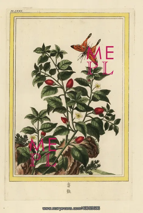 : Pepper, Capsicum annuum : Pepper, Capsicum annuum