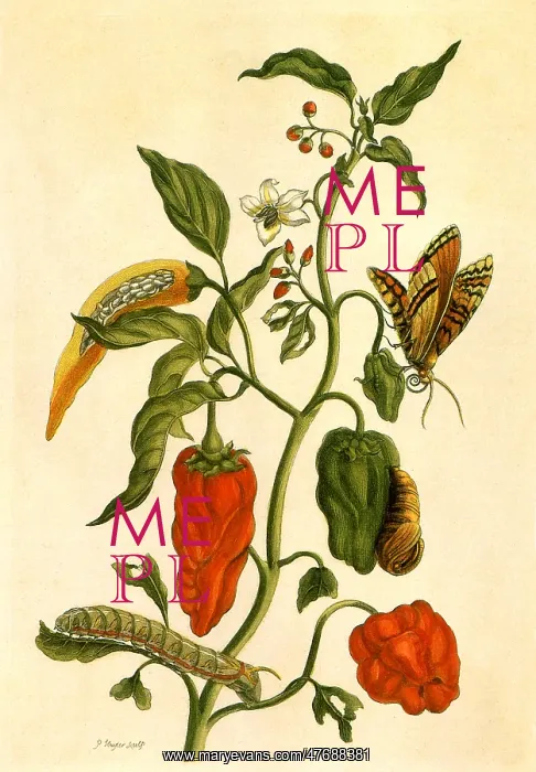  : Pepper, Capsicum annuum