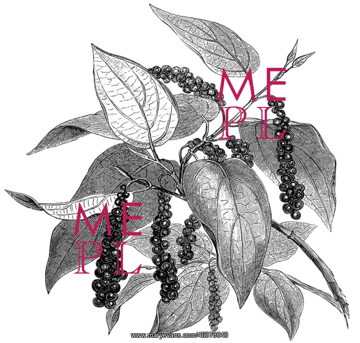  : Pepper plant