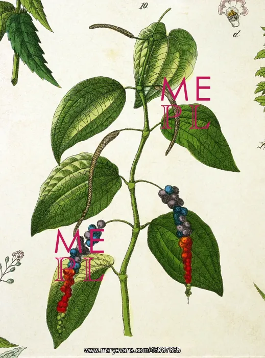 : Pepper plant : Pepper plant