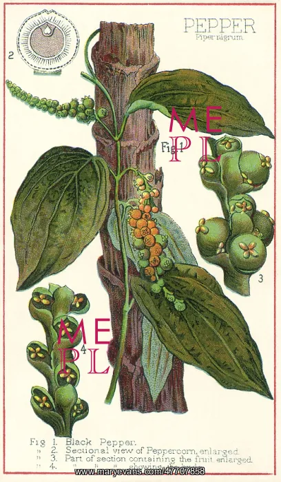  : Pepper Plant