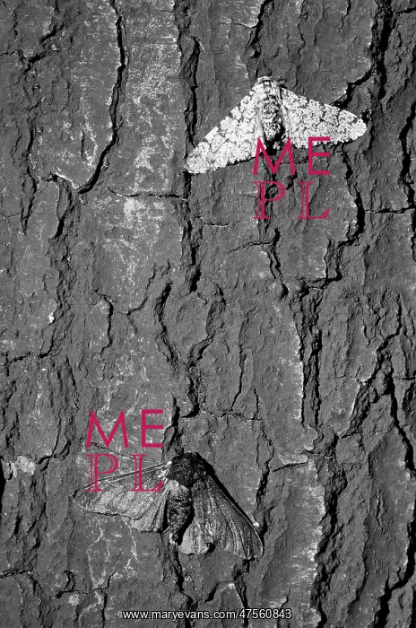 : Peppered moth : Peppered moth