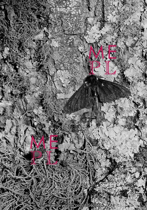 : Peppered moth : Peppered moth