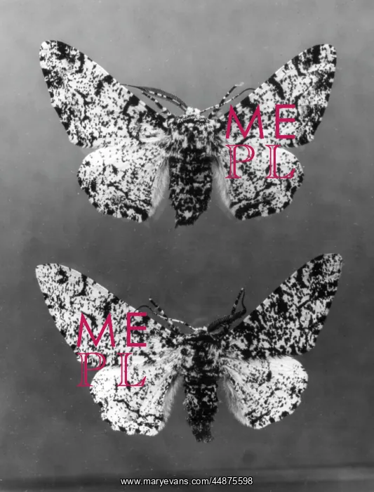  : PEPPERED MOTHS