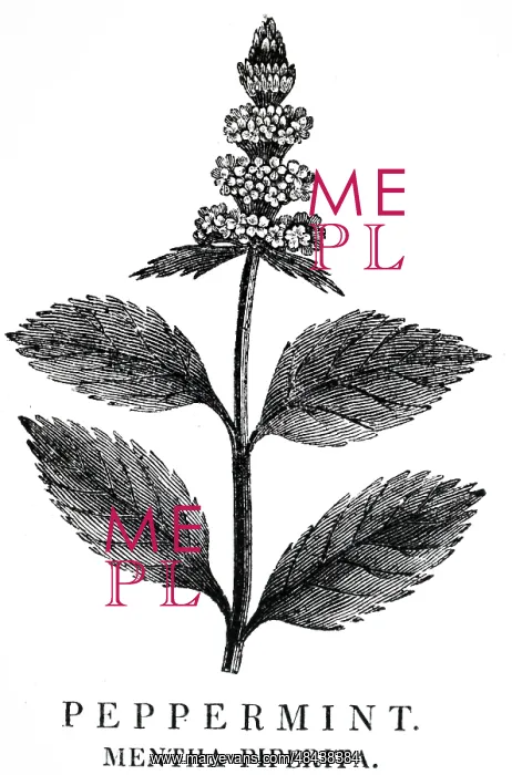 : PEPPERMINT (Mentha piperata). Culinary flavouring : PEPPERMINT (Mentha piperata). Culinary flavouring