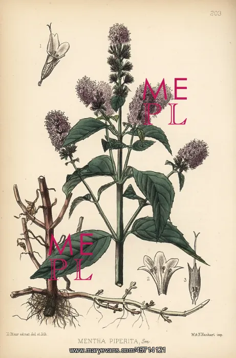 : Peppermint, Mentha piperita : Peppermint, Mentha piperita