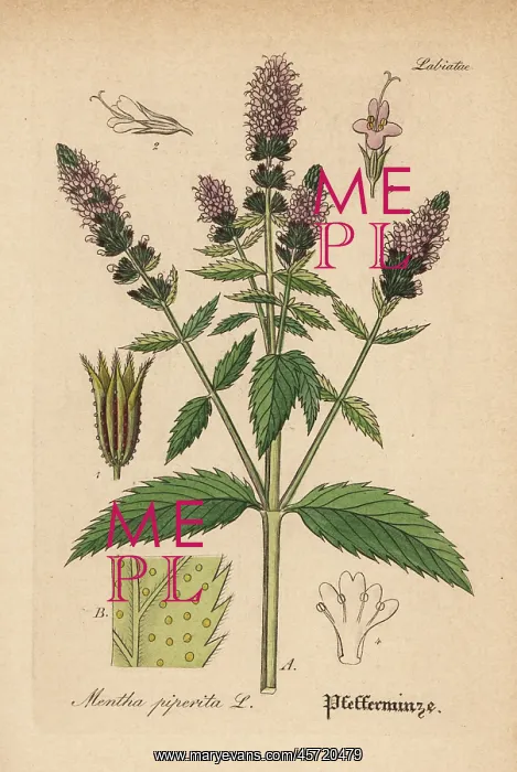 : Peppermint, Mentha piperita : Peppermint, Mentha piperita