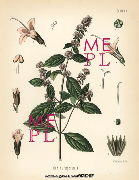 : Peppermint, Mentha piperita : Peppermint, Mentha piperita