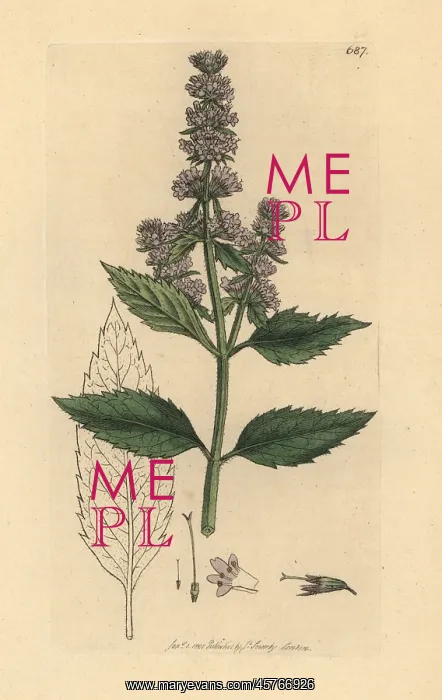 : Peppermint, Mentha piperita : Peppermint, Mentha piperita